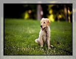 Golden Retriever, Szczeniak, Smycz